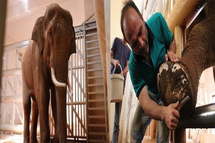 Fillere tırnak bakımı yapılması ömürlerini uzatıyor