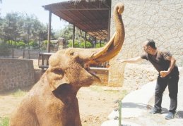 Fillerin 10 yıllık eş hasreti sona eriyor