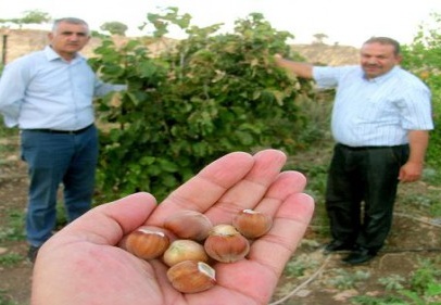 Fındığın Karadeniz'den sonra Güneydoğu'da da yaygınlaşması bekleniyor