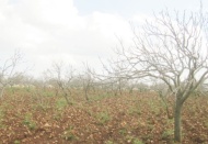 Fındık büyüklüğündeki dolu ağaçlara hasar verdi