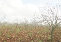 Fındık büyüklüğündeki dolu ağaçlara hasar verdi