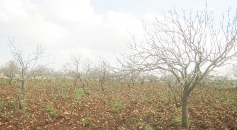 Fındık büyüklüğündeki dolu ağaçlara hasar verdi