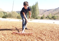 Fındık taban fiyatını aştı, 32 TL'ye yükseldi