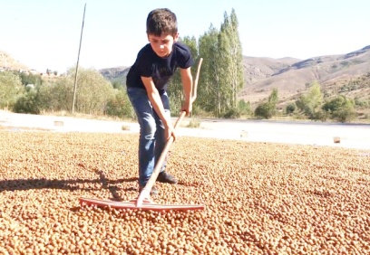 Fındık taban fiyatını aştı, 32 TL'ye yükseldi