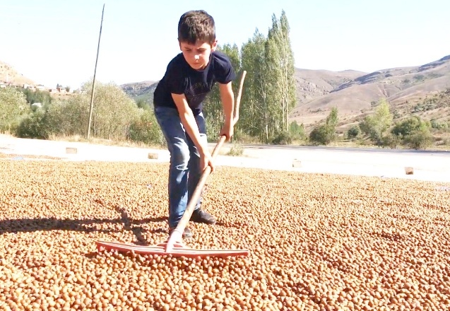 Fındık taban fiyatını aştı, 32 TL'ye yükseldi