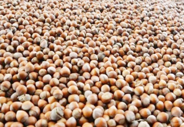 Fındık yok, ama fiyat düşüyor