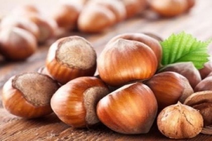 Fındıkta 733 bin ton rekolte bekleniyor