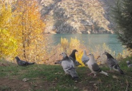 Fırat’ın, sonbahar manzaraları göz kamaştırıyor