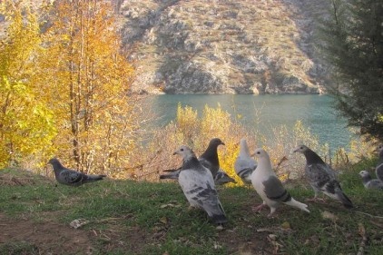 Fırat’ın, sonbahar manzaraları göz kamaştırıyor