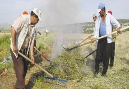 Firik festivali istiyorlar