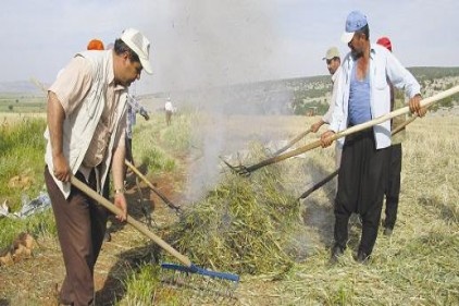 Firik festivali istiyorlar