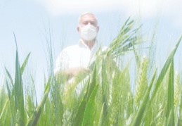 Firik hasadı başladı