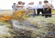 Firik hasadı başladı 