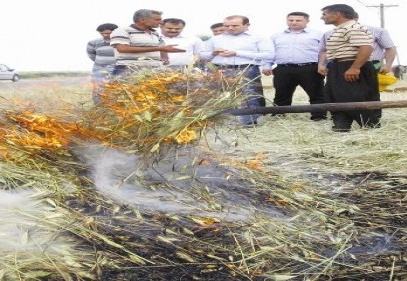 Firik hasadı başladı 