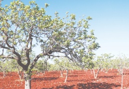 Fıstığın durumu çok güzel iyi bir rekolte bekliyoruz