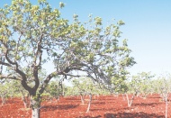Fıstığın durumu çok güzel iyi bir rekolte bekliyoruz