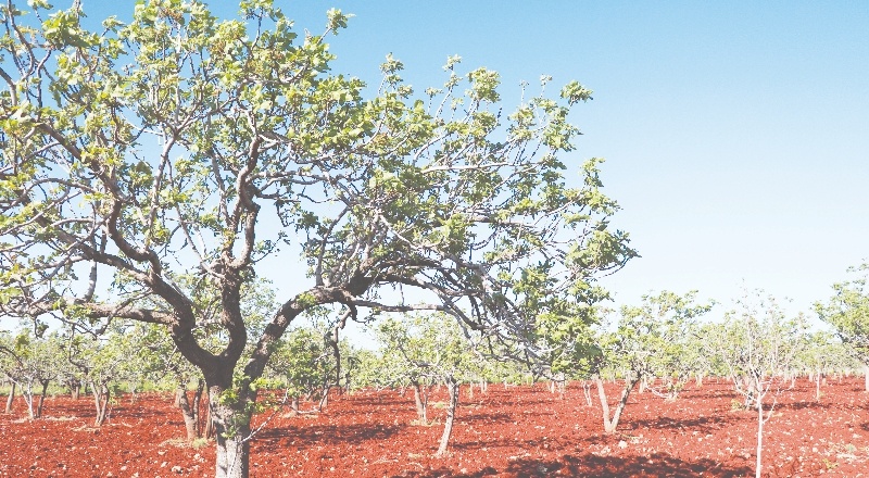 Fıstığın durumu çok güzel iyi bir rekolte bekliyoruz