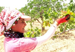 “Fıstığın fiyatını, iki elin parmağını geçmeyen sayıda tüccar belirliyor“