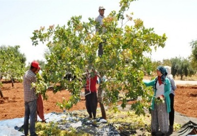 Fıstığın gen merkezi Gaziantep’tir