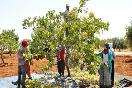 Fıstığın gen merkezi Gaziantep&#8217;tir