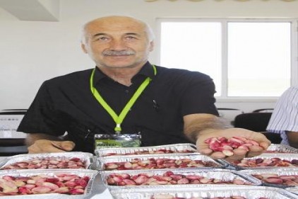 Fıstığın güzel seçildi