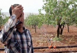 Fıstık ağaçlarındaki büyük tehlike