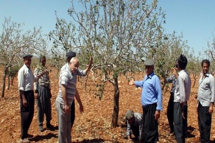 Fıstık bahçeleri doludan hasar gördü