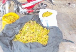 Fıstık bahçeleri hırsızların mekanı oldu