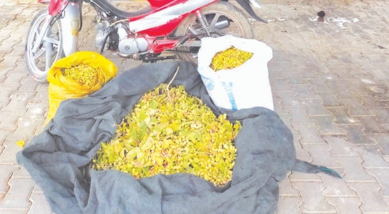 Fıstık bahçeleri hırsızların mekanı oldu