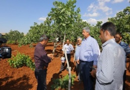 Fıstık bahçelerinde “erkek ağaç aşılama” projesi hayata geçirildi