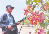 Fıstık bahçelerinde hırsız nöbeti