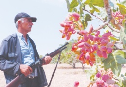 Fıstık bahçelerinde hırsız nöbeti