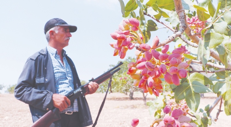 Fıstık bahçelerinde hırsız nöbeti