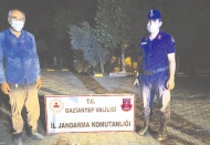 Fıstık bahçesine gizlenen hırsızları jandarma yakaladı