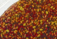 Fıstık borsada11-13 lşradan işlem gördü