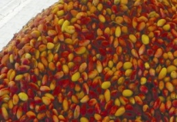 Fıstık borsada11-13 lşradan işlem gördü