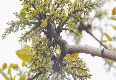 Fıstık fiyatı geriledi sıra gayrimenkulde