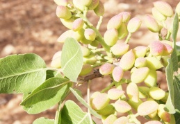 Fıstık fiyatını belirleyenlerin sayısı iki elin parmaklarını geçmez