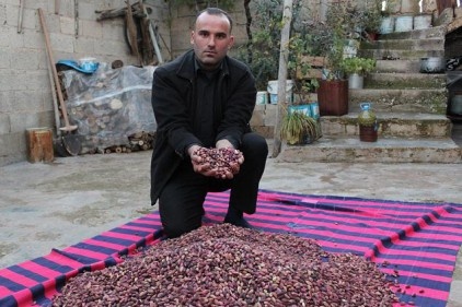 "Fıstık fiyatları tarlada düşük, tezgahta yüksek" 