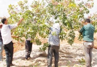 Fıstık hırsızlarına göz açtırmamalıyız