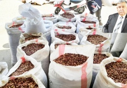 Fıstık rekoltesi yüzde 35’e düştü