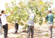 Fıstık, sanayicinin eline geçtikten sonra pahalanıyor
