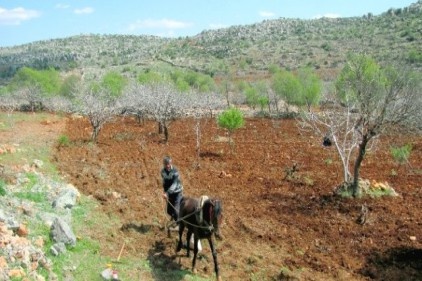 Fıstık üreticileri engebeli arazilerini kara saban ile sürüyor