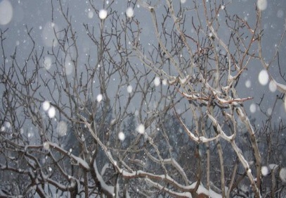 Fıstık üreticisi, 27 yıl sonra gelen kardan memnun