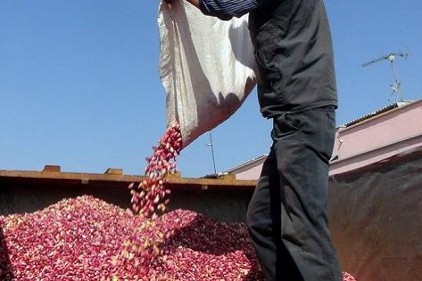 Fıstık üreticisine &#8220;Feromon Tuzak&#8221; dağıtılacak