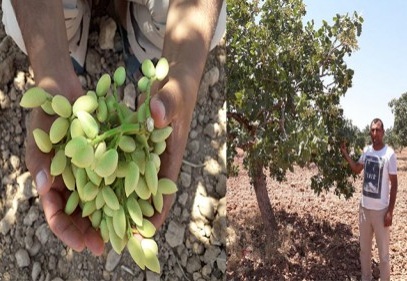 Fıstık üreticisini, stokçu ve hırsızların eline bırakmayın