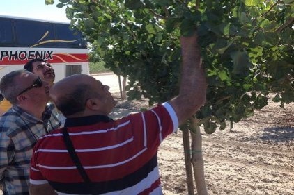 Fıstıkçılar Amerika’da fıstık üretimini yerinde gördü 