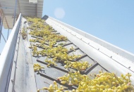 Fıstıklar ayıklanmaya başlandı