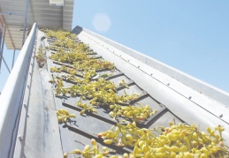 Fıstıklar ayıklanmaya başlandı