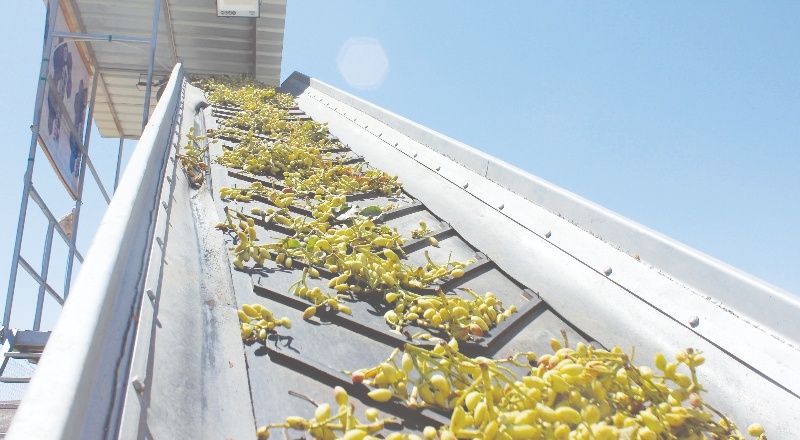 Fıstıklar ayıklanmaya başlandı